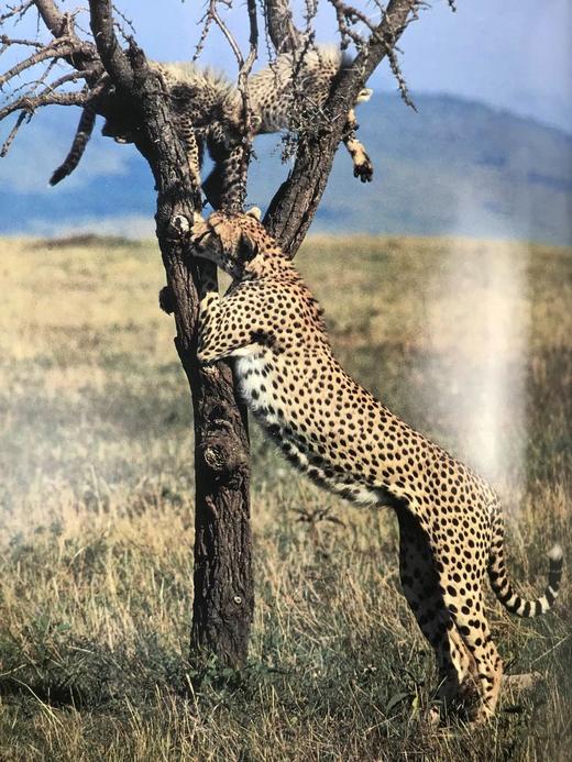 奥杜邦协会猫科动物图集 163幅彩色插图 精装大16开 商品图10