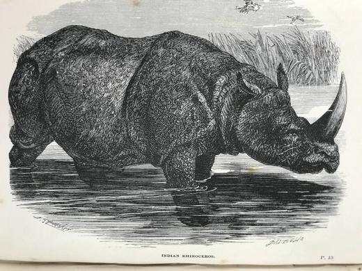 1864年 伍德自然史 480幅版画插图 全真皮精装36开 商品图8