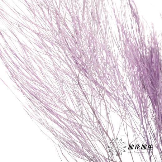 永生花材 ｜ 石草莫奈紫 商品图3