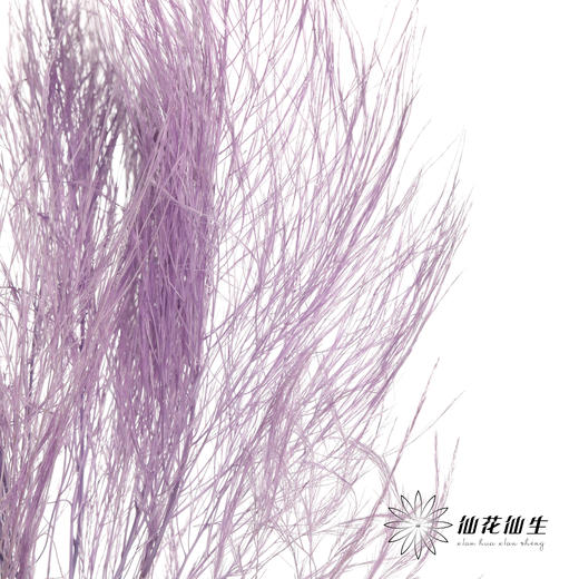 永生花材 ｜ 石草莫奈紫 商品图4