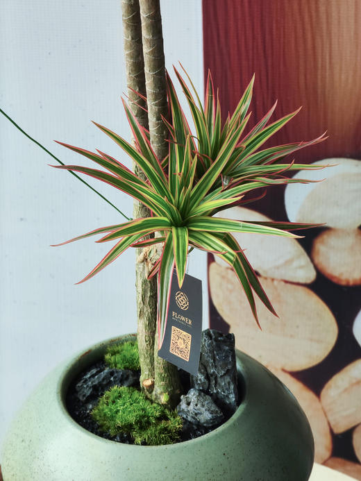 千年木 商品图1