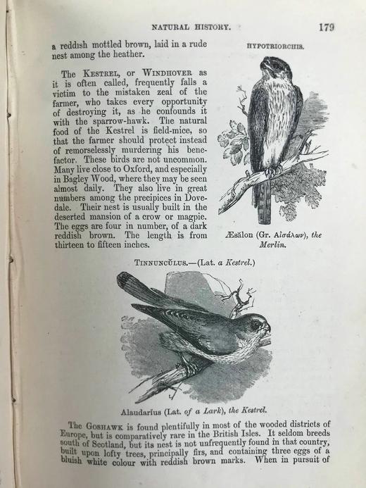 1864年 伍德自然史 480幅版画插图 全真皮精装36开 商品图13