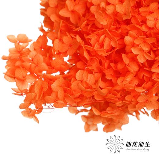 永生绣球 | 三文鱼橙 商品图1