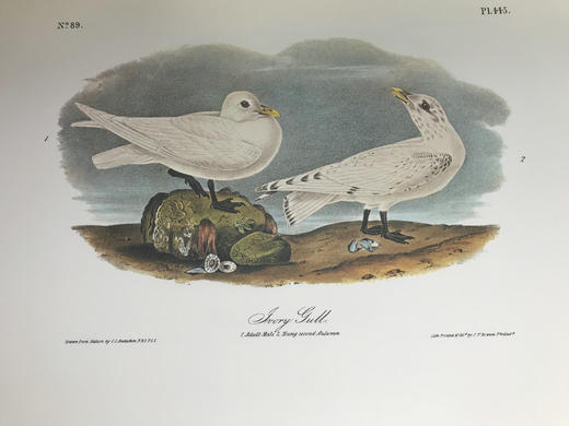 奥杜邦鸟类与哺乳动物图集 655页彩色插图 精装大16开 商品图10