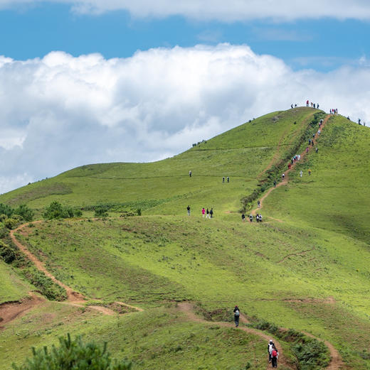 成人徒步 | 3.15周日寻甸凤龙山，草原徒步当日往返， 打卡高山草甸云端牧场，看昆明小新西兰！ 商品图12
