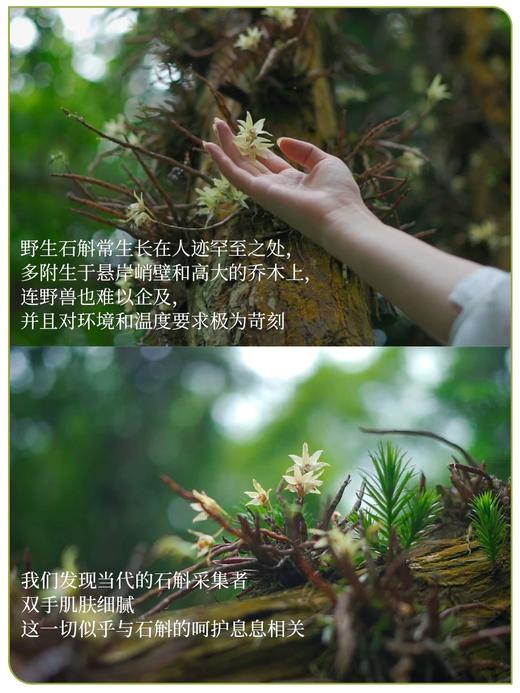 石斛纯露 「单瓶」300ml 草本护肤 商品图3