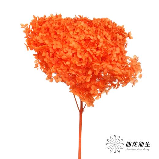 永生绣球 | 三文鱼橙 商品图0