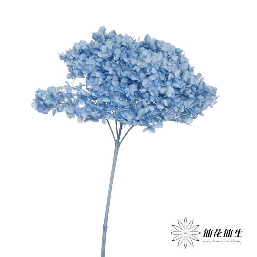 永生绣球 | 兰涟漪 商品图2