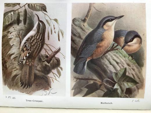 1921年 不列颠群岛鸟类与鸟卵图鉴（全2卷） 455幅彩色插图与大量黑白插图 漆布精装64开 商品图8