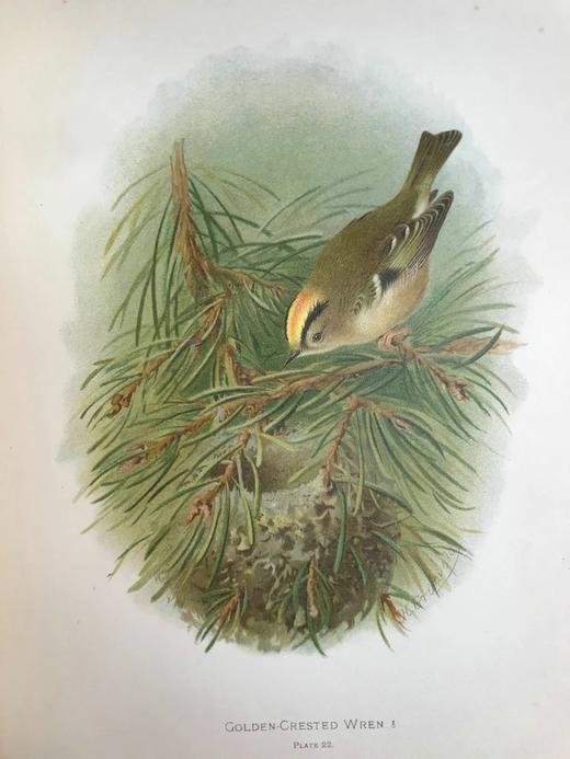 29.5*23.5cm！约20世纪早期 大不列颠与爱尔兰鸟类图鉴（全2卷） 115幅彩色插图 漆布精装大16开 商品图3