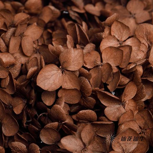 永生绣球 | 咖啡色 商品图4