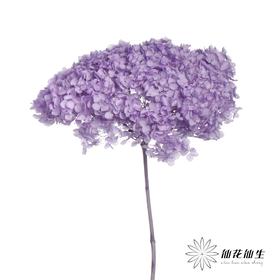 永生绣球 | 香芋紫