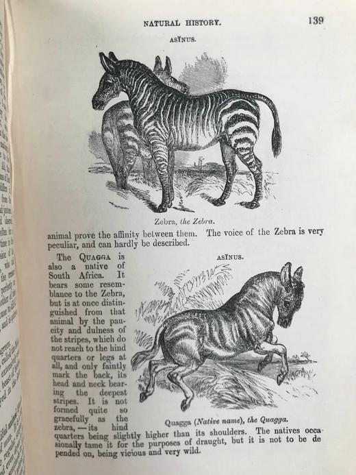 1864年 伍德自然史 480幅版画插图 全真皮精装36开 商品图9