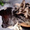 梅州蕉岭长寿乡｜梧桐树段木种植白背木耳 黑木耳 生态种植 日晒干爽 大朵 肉厚口感脆 商品缩略图2