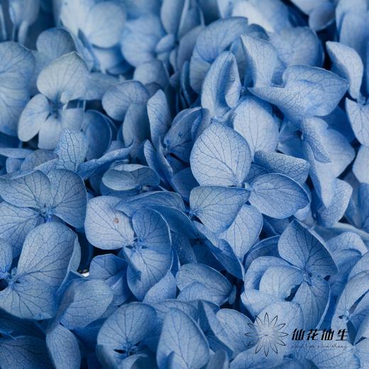 永生绣球 | 兰涟漪 商品图1