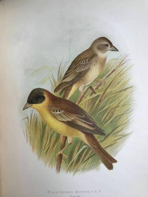 29.5*23.5cm！约20世纪早期 大不列颠与爱尔兰鸟类图鉴（全2卷） 115幅彩色插图 漆布精装大16开 商品图13