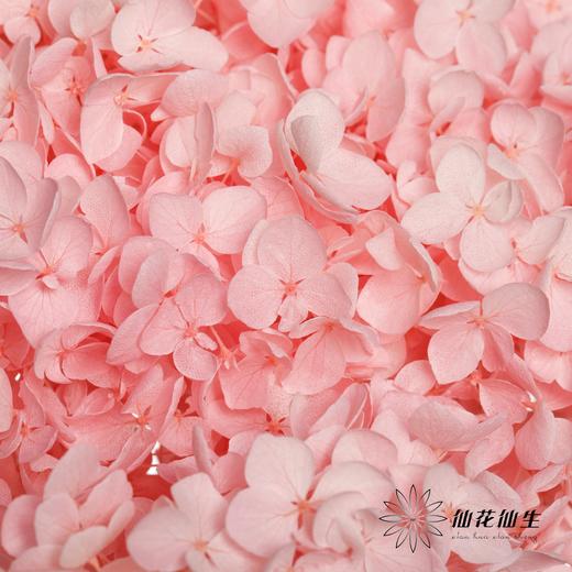 永生绣球 | 托斯纳卡粉 商品图1