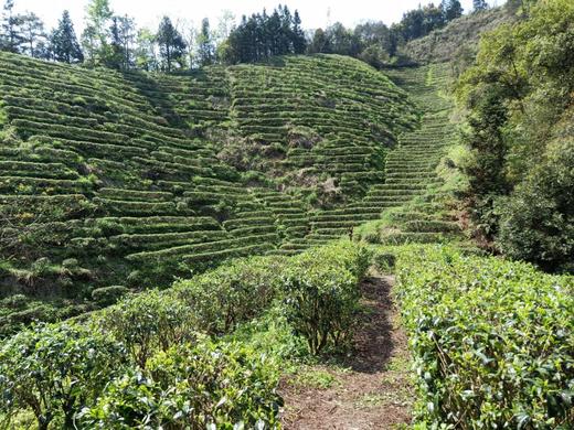 「蓝蜜蜂·红茶」龙脊头采红 商品图2