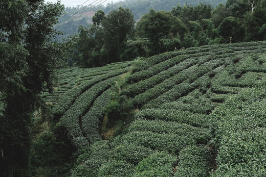 【眉山丹棱-284号院】5房/6房小院，可单房预定，群山环绕，俯瞰山谷，避暑，茶园采茶，K歌、、地暖、草坪、徒步，亲子。wngl 商品图6