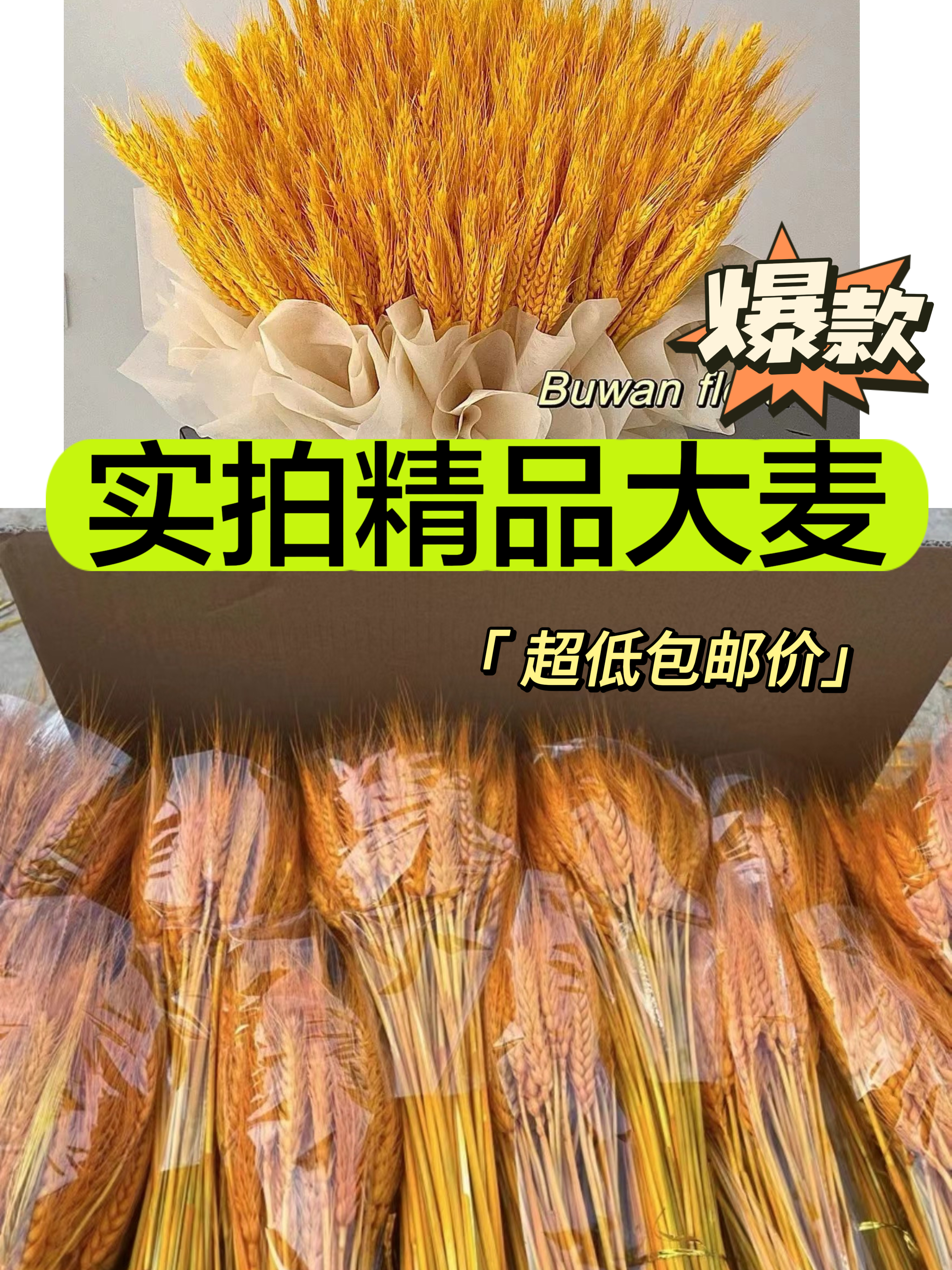 【琳琅】金色优质大麦/黄金大麦（100把/件）