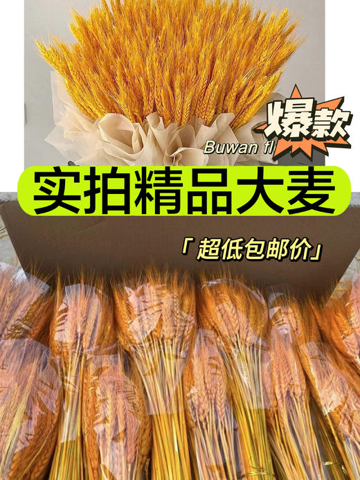【琳琅】金色优质大麦/黄金大麦（100把/件） 商品图0