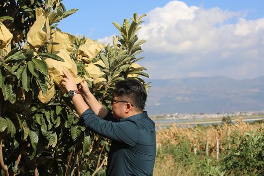 【枇杷膏】现货古法熬制【枇杷膏】枇杷产地 蒙自“长虹”枇杷膏 传统古法熬制 350g/瓶 商品图6