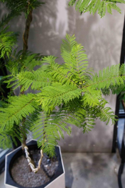 造型蓝花楹 商品图1