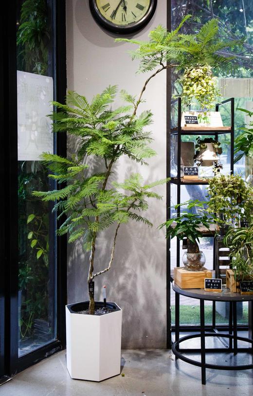 造型蓝花楹 商品图0