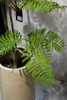 米色盆蓝花楹 商品缩略图1