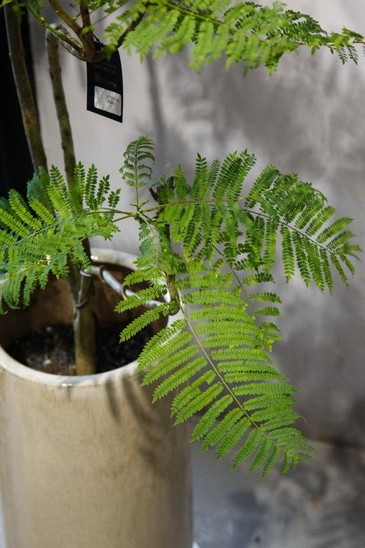 米色盆蓝花楹 商品图1