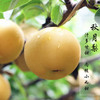 山东烟台正宗秋月梨5斤 包邮　 商品缩略图1