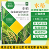 水稻病虫害绿色防控彩色图谱【园艺学会】 商品缩略图0