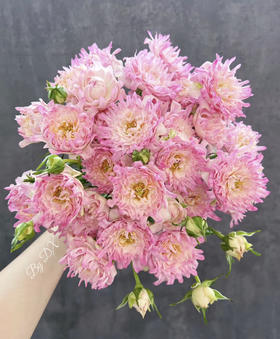 多头玫瑰 | 风筝海葵