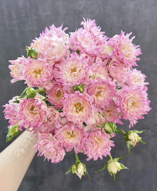 多头玫瑰 | 风筝海葵 商品图0