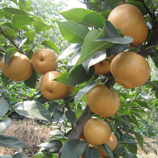 山东烟台正宗秋月梨5斤 包邮　 商品图4