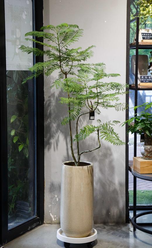 米色盆蓝花楹 商品图0