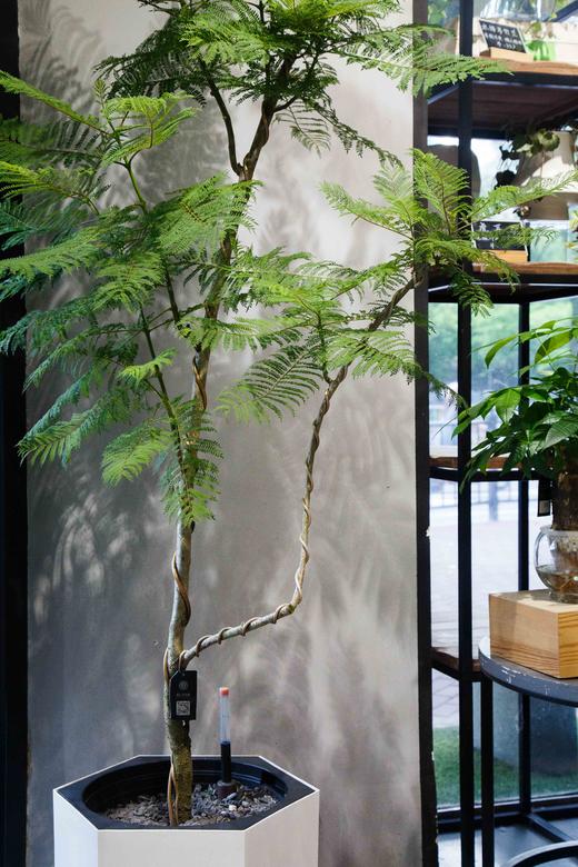 造型蓝花楹 商品图2