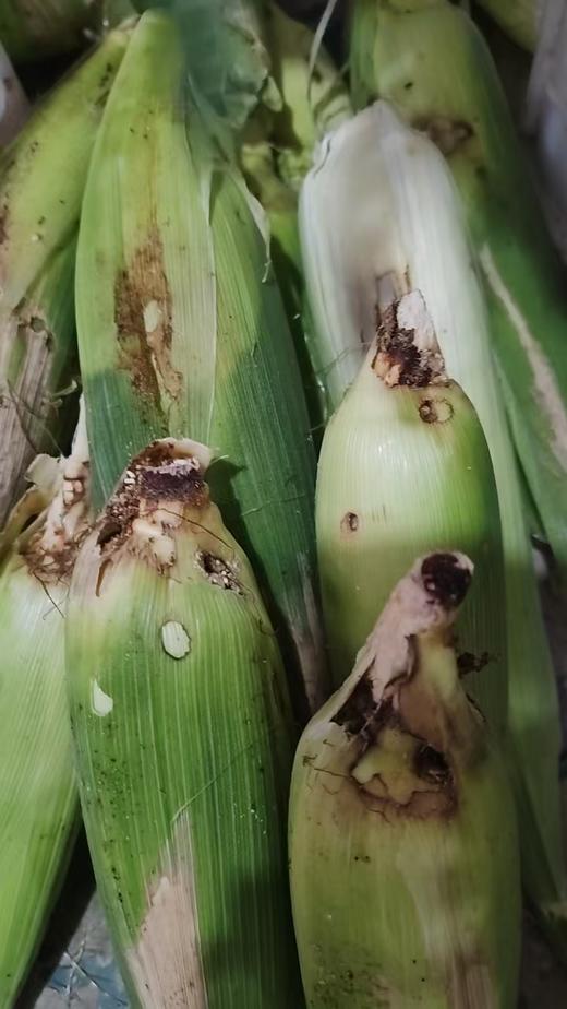 【瑕疵专区】品相不精致但不影响口感的精致哦，生鲜特价产品，拍完即止，不定时上架，不能延迟2天以上发货哦 商品图8