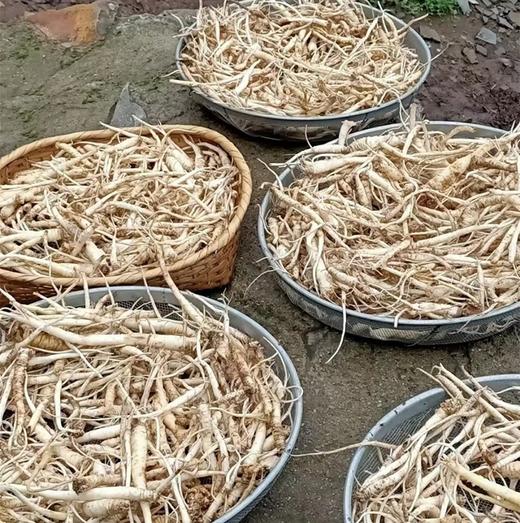 【野生党参】高黎贡野生党参 无人工干预 最小龄4年以上 高黎贡野党参海拔更高，生长周期更慢，根条普遍偏细，但是香味浓郁，有越陈越香的特性 商品图6