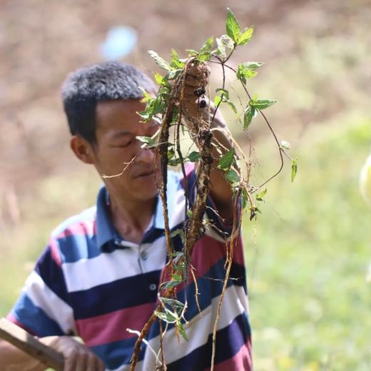【野生党参】高黎贡野生党参 无人工干预 最小龄4年以上 高黎贡野党参海拔更高，生长周期更慢，根条普遍偏细，但是香味浓郁，有越陈越香的特性 商品图9