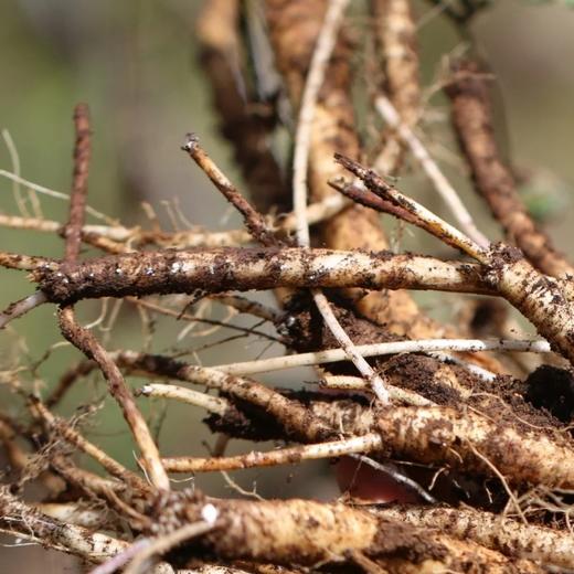 【野生党参】高黎贡野生党参 无人工干预 最小龄4年以上 高黎贡野党参海拔更高，生长周期更慢，根条普遍偏细，但是香味浓郁，有越陈越香的特性 商品图1