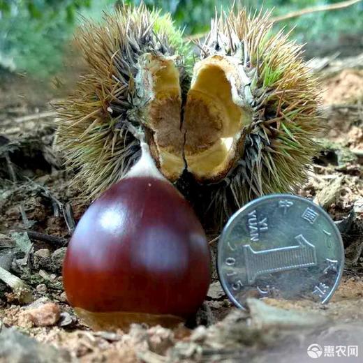 【京东快递】福建建瓯锥栗大果 个大饱满 软糯香甜DBXS 商品图3