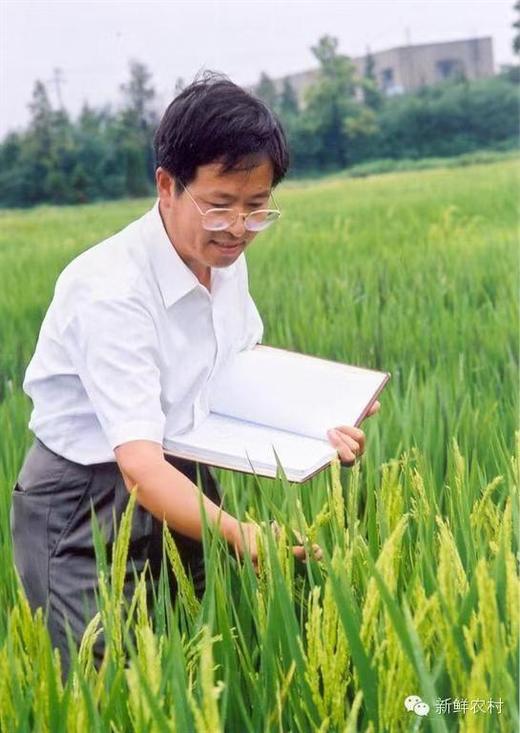现磨南梗香米9108/5055系列，5斤/20斤，江苏大米，只销售江浙沪皖地区 商品图5