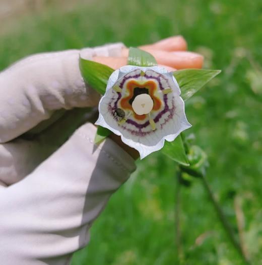 【野生党参】高黎贡野生党参 无人工干预 最小龄4年以上 高黎贡野党参海拔更高，生长周期更慢，根条普遍偏细，但是香味浓郁，有越陈越香的特性 商品图11