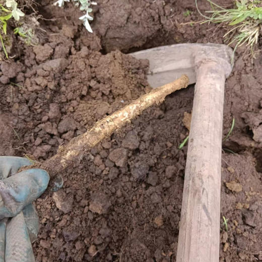 【野生党参】高黎贡野生党参 无人工干预 最小龄4年以上 高黎贡野党参海拔更高，生长周期更慢，根条普遍偏细，但是香味浓郁，有越陈越香的特性 商品图2