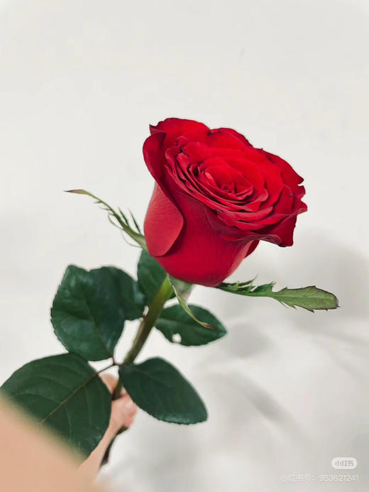 禾韵高原红花头 商品图0