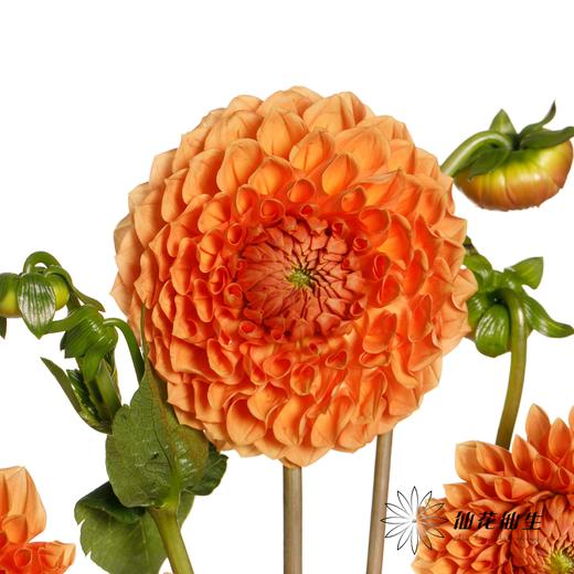 大丽花 | 阳光橙 商品图3