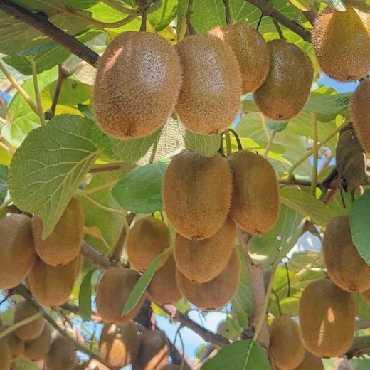 新鲜水果 丹江口习家店 绿心猕猴桃（单果约95~115g）3斤装 商品图2