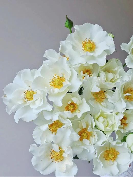 多头玫瑰花婚纱10支 商品图2