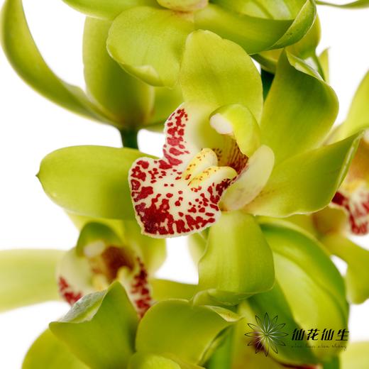 大花蕙兰 | 绿洲 商品图3